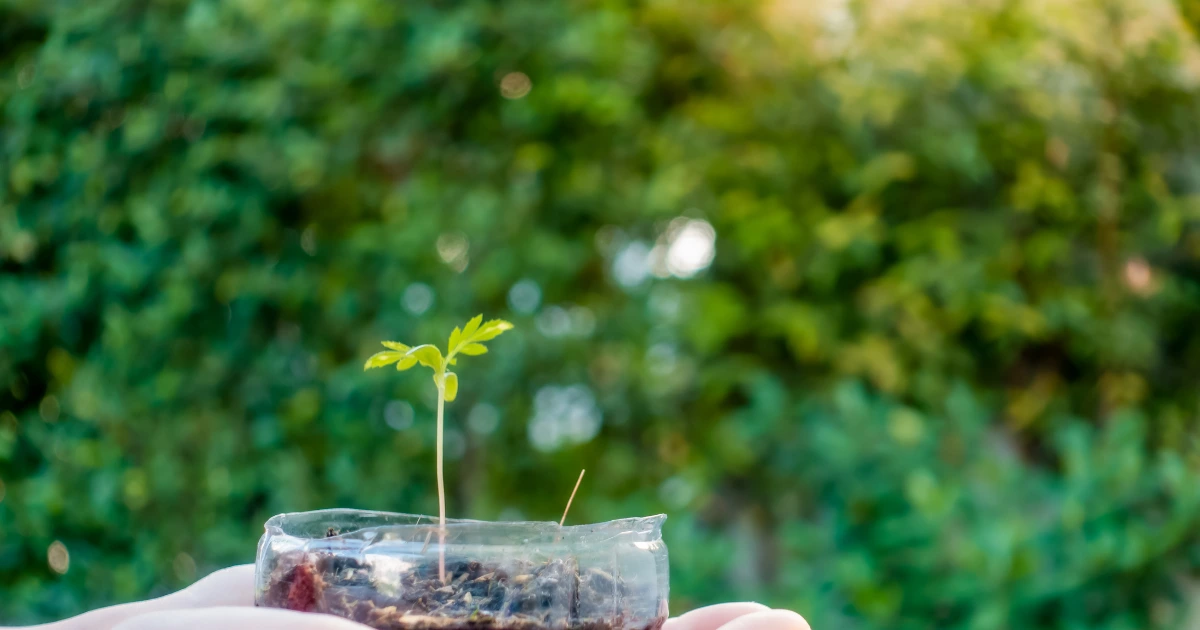 Image d'une jeune pousse verte