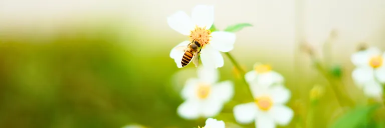 Connaissez-vous les 5R de Béa Johnson pour une maison organisée et écologique ? Découvrez les 5R de Béa Johnson appliqués à votre maison ! Refuser, Réduire, Réutiliser, Recycler, Composter : astuces concrètes pour un foyer organisé et écologique.